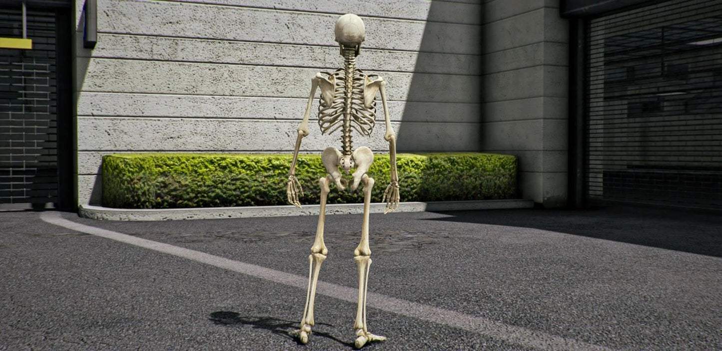 Skeleton