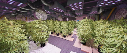 [MLO] Hidden Locations 01 (Factory)