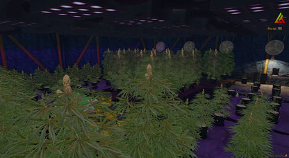 [MLO] Storage + Weed
