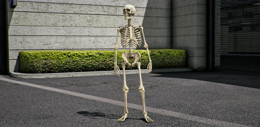 Skeleton