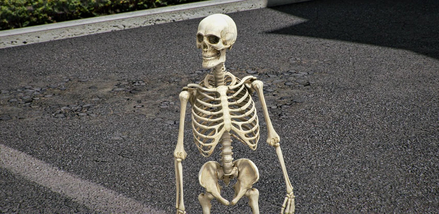 Skeleton