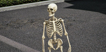 Skeleton